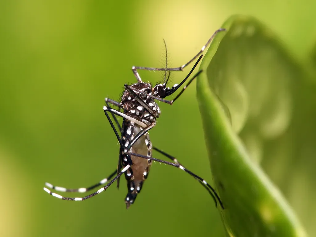 Dedetização de Mosquitos em Itatiba
